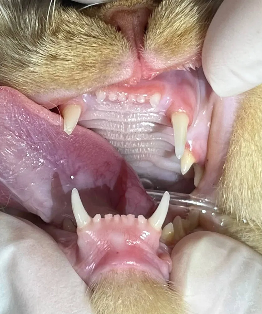 治療前｜貓咪犬齒外觀