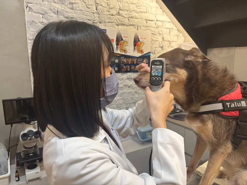 獸醫師使用回彈式眼壓計為犬隻檢查眼睛