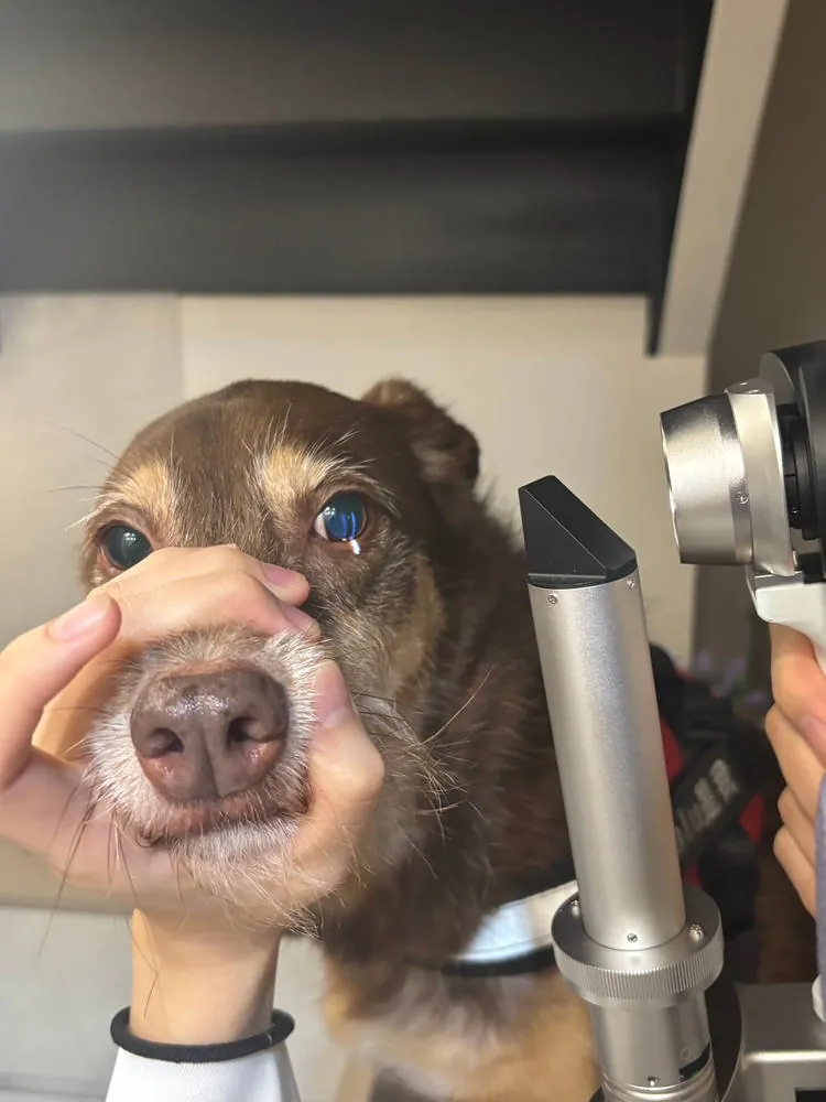 以裂隙燈觀察犬隻眼睛前段結構