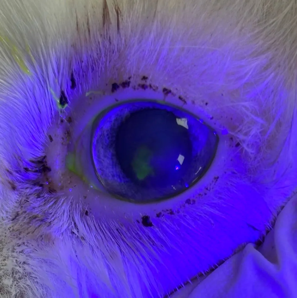 螢光染色檢查下的犬隻角膜影像