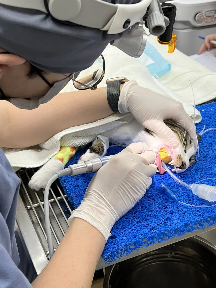 獸醫師以放大視野進行貓咪牙科清潔